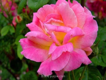 月季新芽发黑怎么办？5种常见原因要区分对待