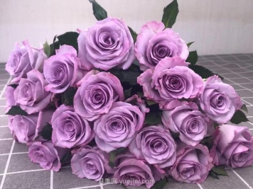 适合新手养的4个月季，花朵大花期长还香