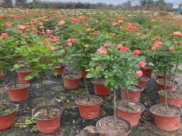 南阳的棒棒糖月季怎么卖的这么快？