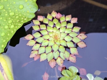 不同类型的水生植物种植密度如何做