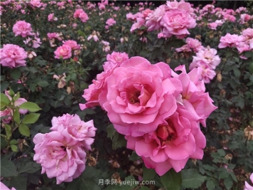 草木灰可以用来种月季吗？需要注意哪些问题？