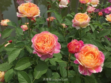 月季缺肥的现象是什么？如何给月季补充肥料？