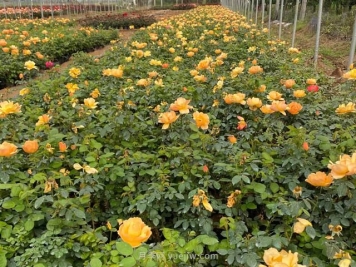 园林苗木主要刺吸式害虫及其防治方法