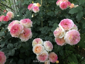 罗曼尼詹森月季，拥有彩色的月季花墙