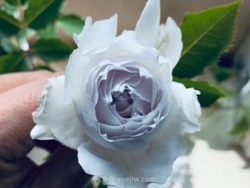 加百利大天使月季，不是建议大家入手