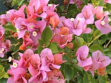 三角梅优良品种介绍