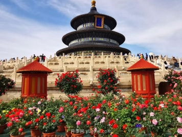 北京市花是月季吗？