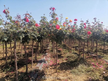园林工程中灌木和地被植物的选苗标准