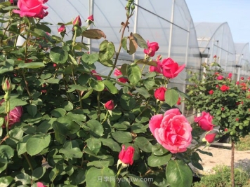 五月份可以种月季吗？种植办法如下