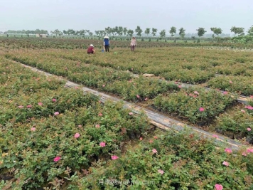 南阳月季怎样扦插成活率高？月季网分享办法