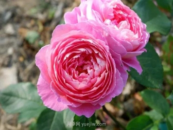 夏季月季如何保持开花？除了浇水，还需做好3件事