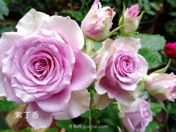 玫瑰花语大全！送花，原来有这么多讲究！