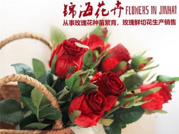 云南锦海农业推出七个切花月季新品种