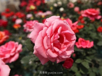 大花月季品种有哪些？和丰花月季的区别在哪？