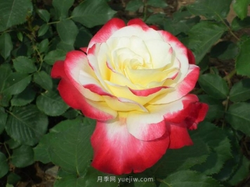 月季花的品种非常多，哪一款月季香味最香？推荐5个品种