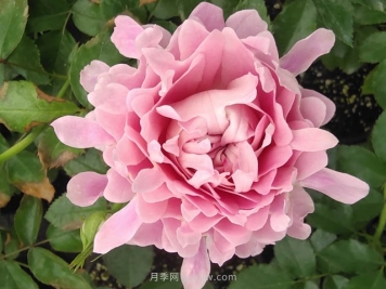 夏日炎炎，苗木日灼伤了怎么办？