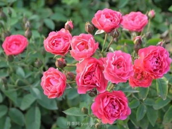 金边玫瑰的功效、作用、副作用