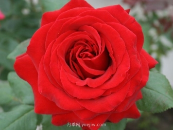 有没有月季大神，集齐这10种颜色的月季花