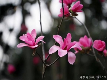 红花玉兰的种植、生长习性及栽培管理技术