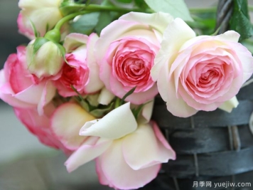 超全花语！118种花，118种爱的花语含义，你都知道吗？