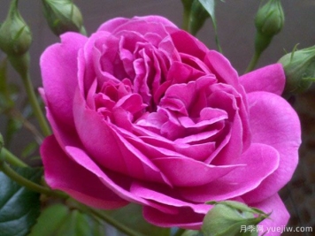 忧郁男孩月季的优缺点是什么？