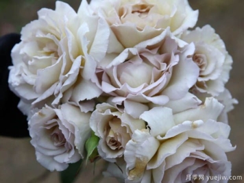 萨莎天使月季Sasha