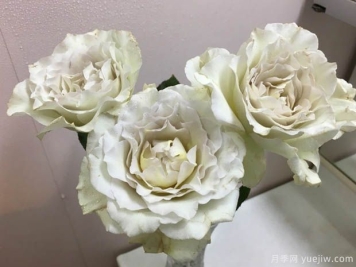 萨莎天使月季的优缺点是什么？