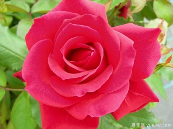 米迦勒大天使月季的优缺点是什么？