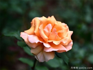 遭遇暴风雨袭击后，月季苗木管理施救措施