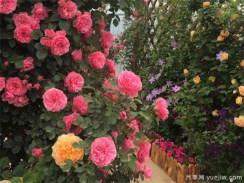 春季月季如何养护管理？