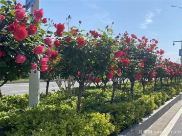 绿化月季苗木养护中的灌水基础知识