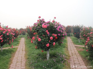河南暴雨洪灾过后的苗木花卉该如何和养护补救