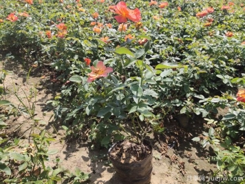 月季病虫害管理