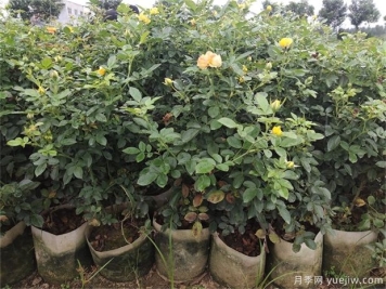 盆载月季养殖方法
