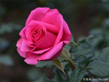 “水插法”扦插月季