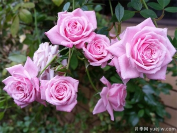 月季花有什么用？