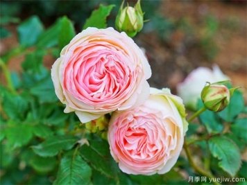 栽植月季苗 如何把根系培养好？