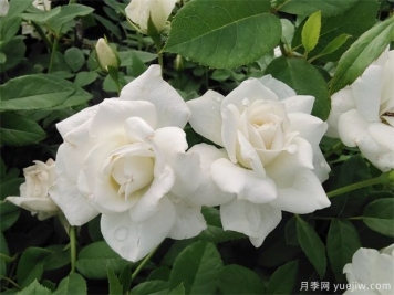 月季影响嫁接成活的重要因素