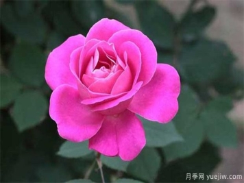 月季种植户不可不看的月季施肥管理技术