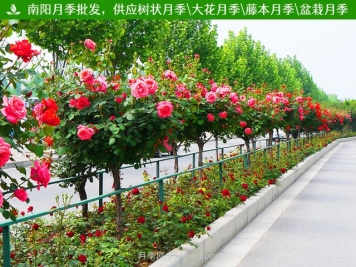 2021年城乡道路绿化主要选用这些苗木