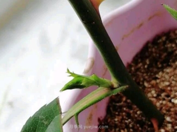 扦插的月季花枝条没长根就出花苞正常吗？