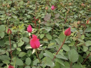 月季花怎样扦插比较容易活？