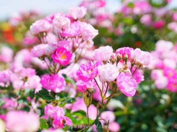 花友的月季花种植心得