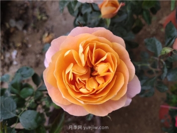 丰花月季（F/FI系）和 微型月季（Min系）的区别