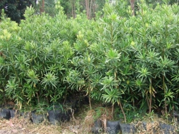 罗汉松树苗的种植方法