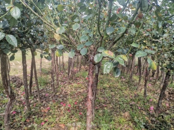 月季枝条会不会老化