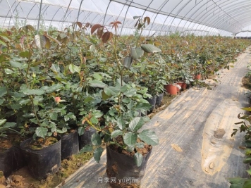 新移栽树状月季明明发芽了，为何又枯了？