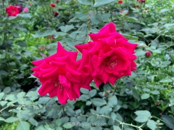 我跟月季比个心，是过日子的花呀