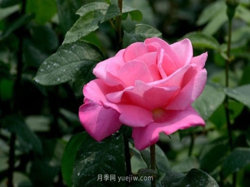 月季常见病虫害红蜘蛛的防治办法