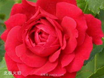 北极火焰月季